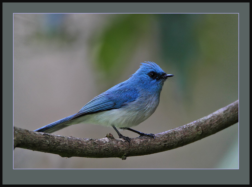 Elminia Blue and Crested Flycatchers