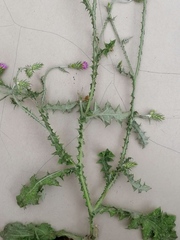 Carduus pycnocephalus