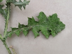 Carduus pycnocephalus