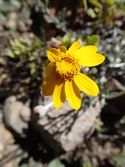 Eriophyllum lanatum integrifolium