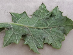 Carduus pycnocephalus