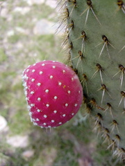 Opuntia streptacantha