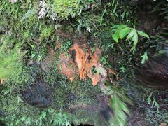 Gallionellaceae