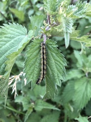 Aglais urticae