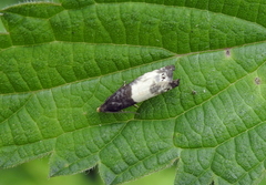 Notocelia cynosbatella