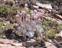 Cotyledon orbiculata oblonga