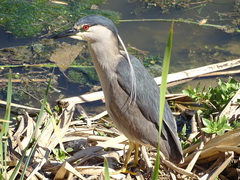 Nycticorax nycticorax