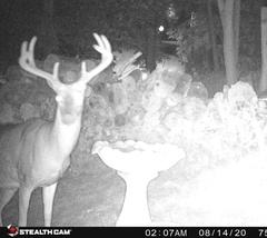 Odocoileus virginianus