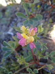 Lupinus stiversii