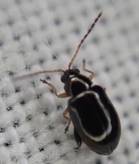Aphthona