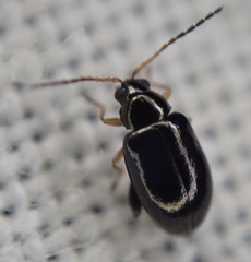 Aphthona