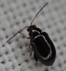 Aphthona