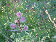 Mimosa monancistra