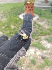 Bombus impatiens