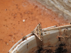 Acantholipes