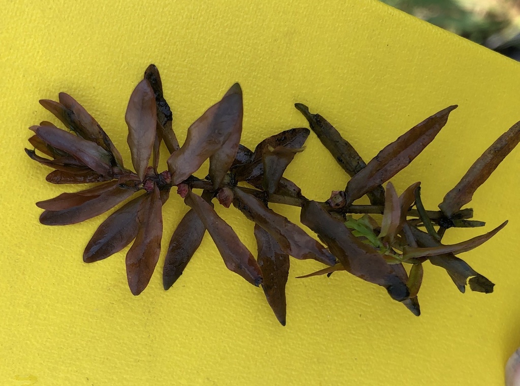 waterpurslane from Clinton, KY, US on July 31, 2020 at 1241 PM by
