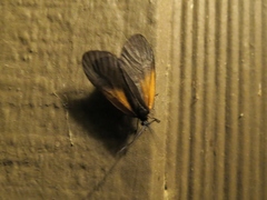 Pyromorpha dimidiata