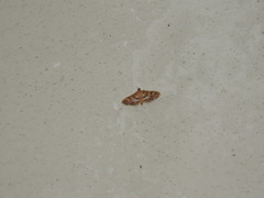 Sameodes cancellalis