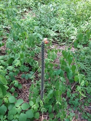 Acanthocereus hesperius