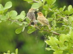 Cisticola robustus