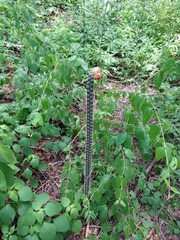 Acanthocereus hesperius