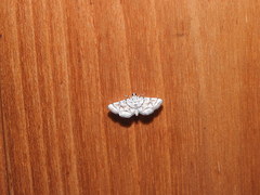 Elophila scitalis