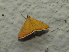 Hyalobathra