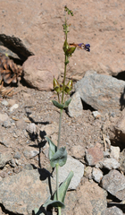Penstemon parvulus