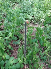 Acanthocereus hesperius