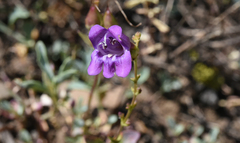 Penstemon parvulus
