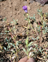 Penstemon parvulus