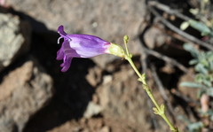 Penstemon parvulus