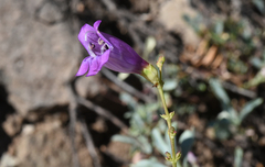 Penstemon parvulus