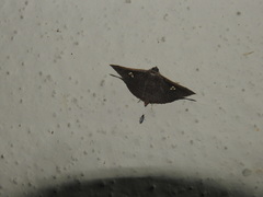 Banisia