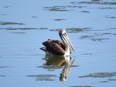 Pelecanus thagus