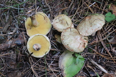 Suillus sibiricus