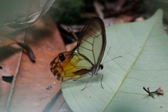 Haetera piera