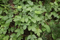 Rubus humulifolius