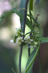 Metastelma angustifolium