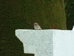 Zonotrichia capensis
