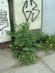 Levisticum officinale