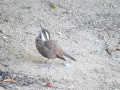 Cinclodes patagonicus