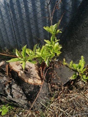 Magnoliopsida