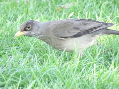Turdus falcklandii