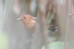 Willisornis poecilinotus