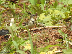Motacilla capensis