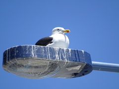 Larus dominicanus