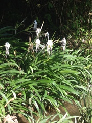 Hymenocallis acutifolia