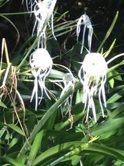 Hymenocallis acutifolia