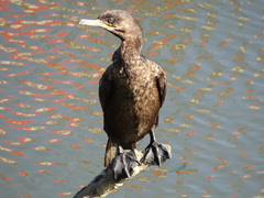 Nannopterum brasilianum